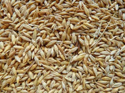 cebada